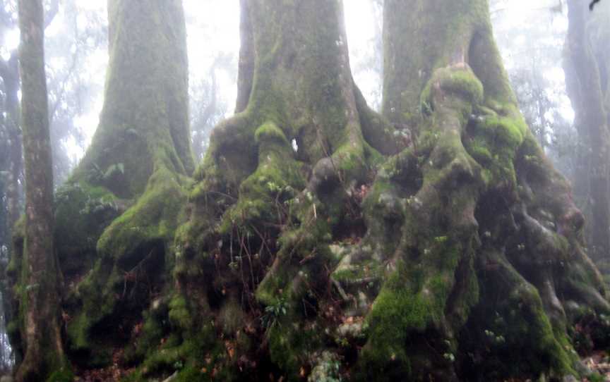 Antarctic Beech Tree Base (Nothofagus Moorer).JPG