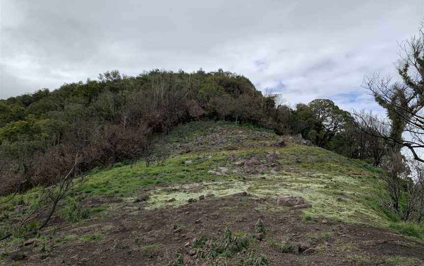 The overgrown summit of Mount Royal.jpg