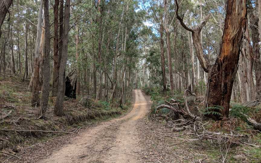 Tallaganda National Park CMulloon Fire Trail CPalerang2