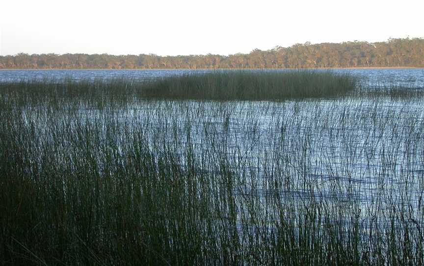 Sternopriscus weiri New South Wales Yuraygir NP Minnie Water Lake.JPG