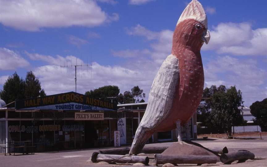 Big Galah Kimba.jpg