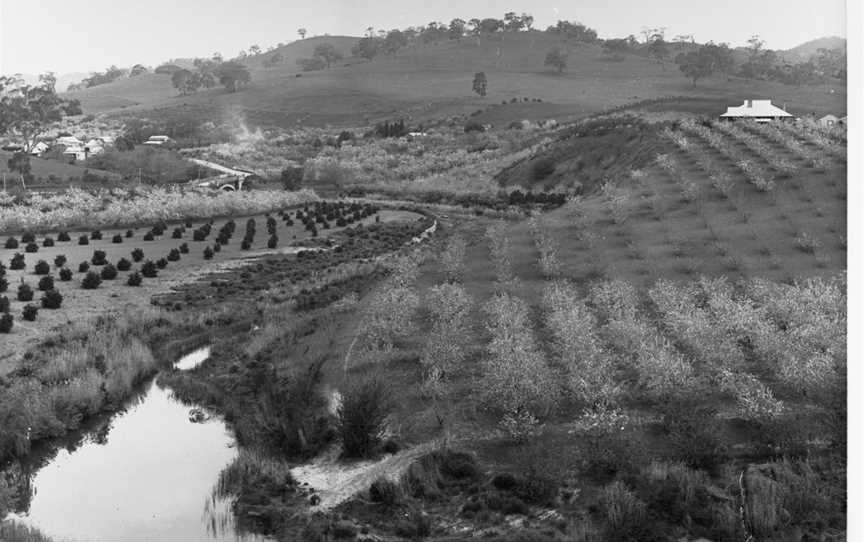 Fruit Garden in Bloom at Cudlee Creek(GN08300).jpg