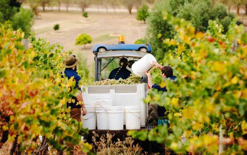 Austin's Wines, Sutherlands Creek, Victoria