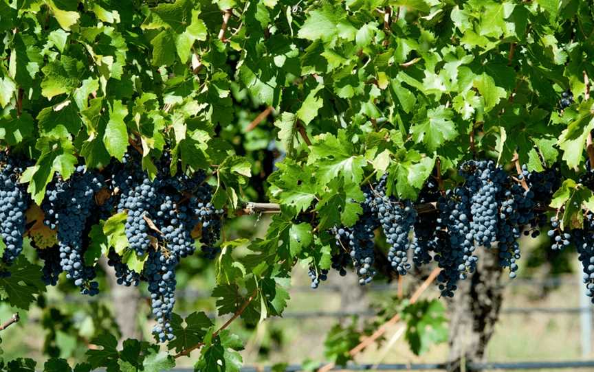 Balgownie Estate, Maiden Gully, Victoria