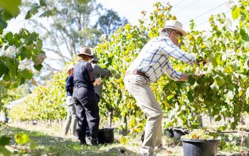 Dal Zotto Wines, Whitfield, Victoria