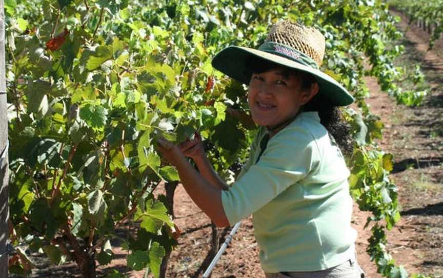 Domaine Asmara, Wineries in Toolleen