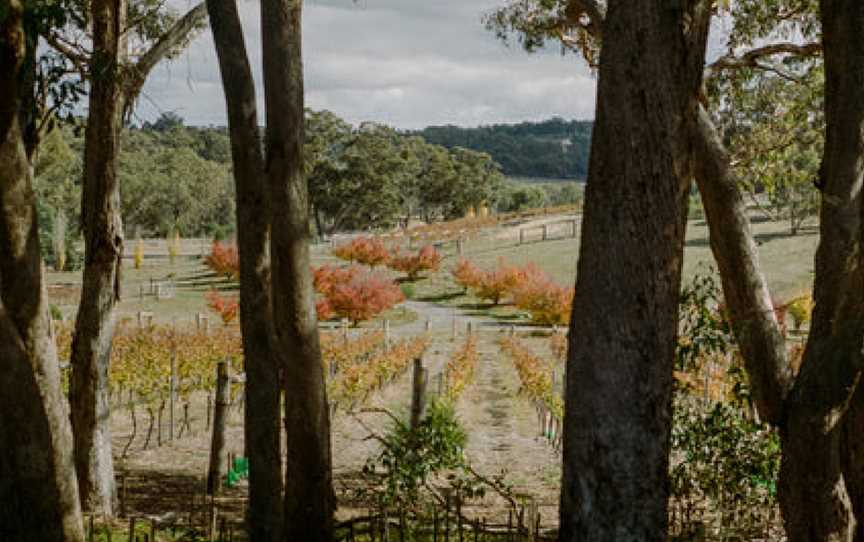 Guildford Vineyard, Guildford, Victoria