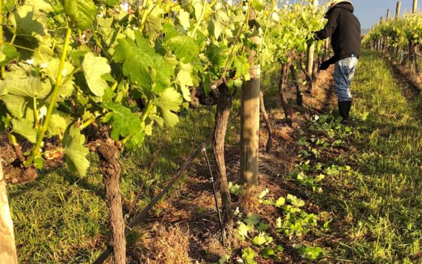 Killiecrankie Wines, Ravenswood, Victoria