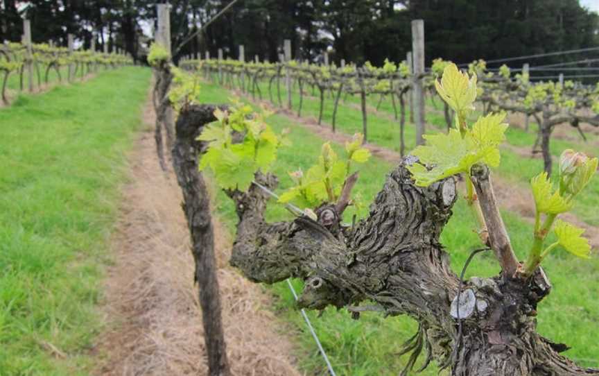 Red Ridge Vineyard, Red Hill South, Victoria