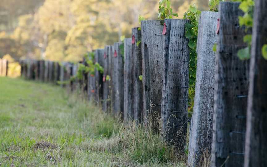 Thousand Candles, Gruyere, Victoria