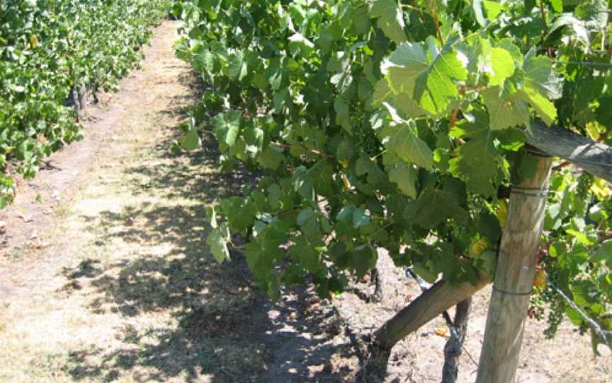 Traralgon Vineyard, Traralgon, Victoria