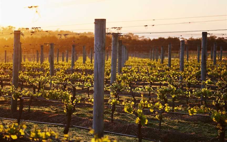 Wine Terrace and Cellar Door at Pt Leo Estate, Wineries in Merricks