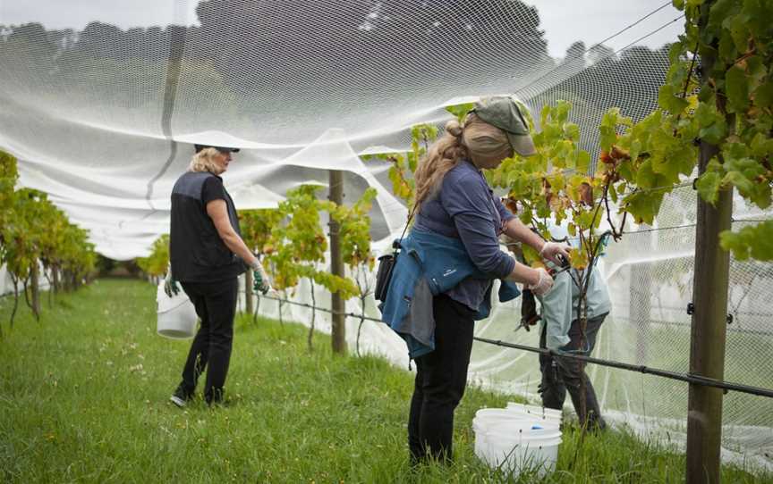 Woodhaven Vineyard, Wineries in Red Hill