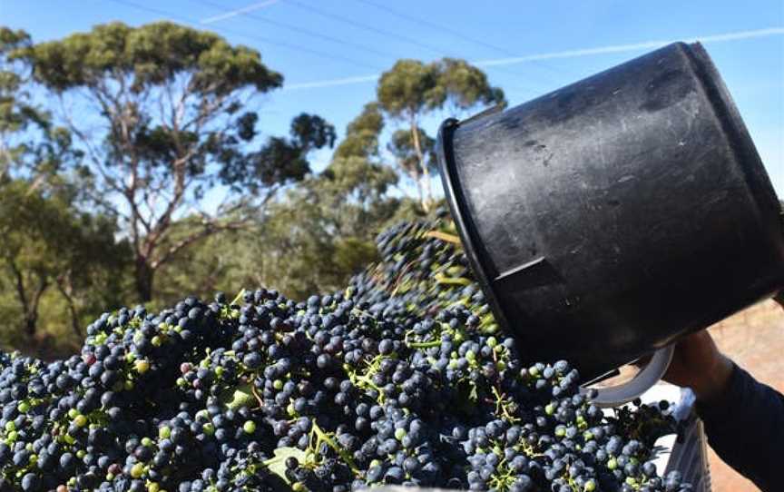 Ballycroft Vineyard & Cellars, Greenock, South Australia