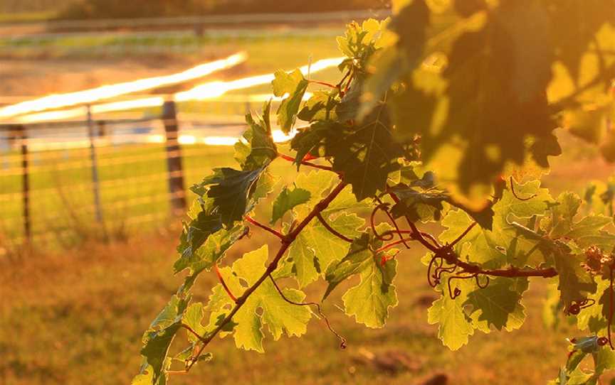 Banks Thargo Wines, Penola, South Australia