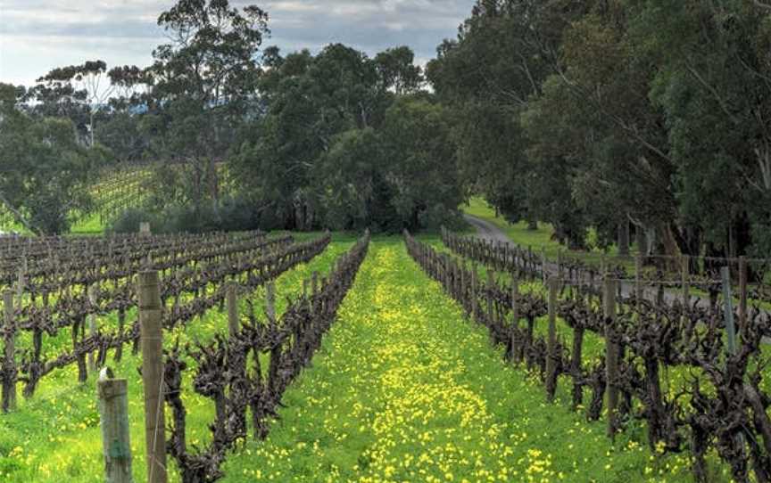 Battle of Bosworth, Willunga, South Australia