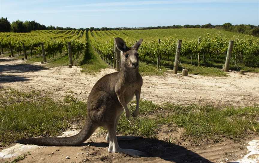 Governor Robe Estate, Wineries in Robe