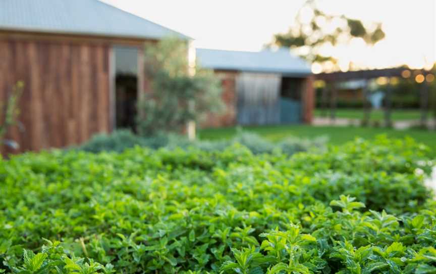 Hentley Farm Wines, Wineries in Seppeltsfield