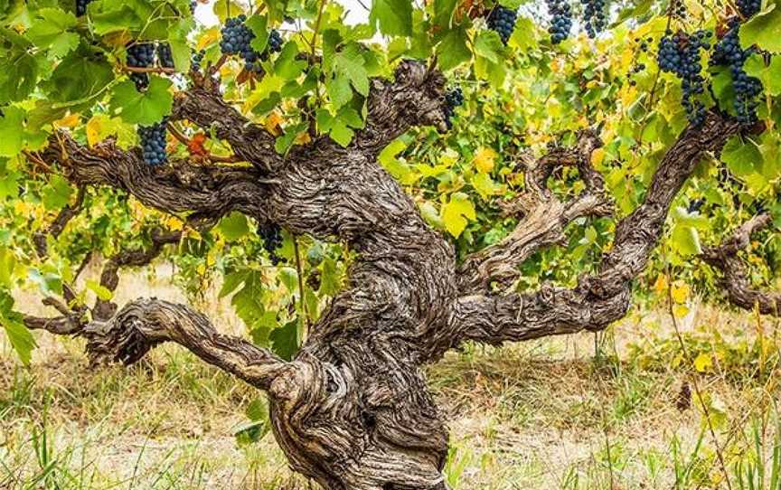 Poonawatta old vine Shiraz planted in 1880.