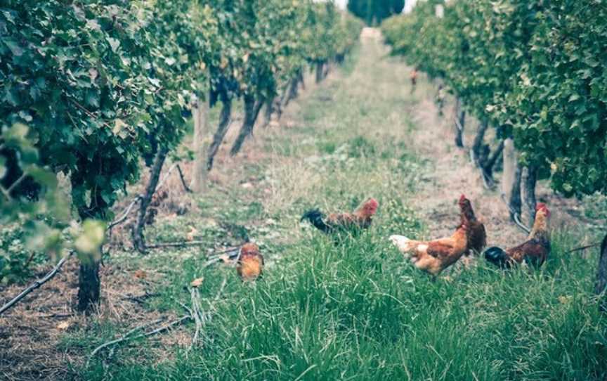 Raidis Estate, Penola, South Australia