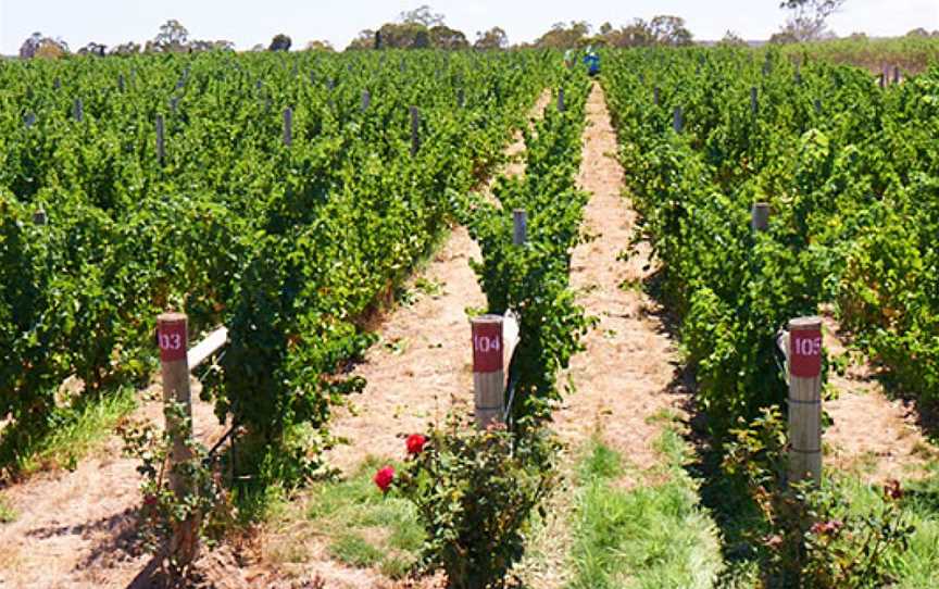 Terre à Terre, Piccadilly, South Australia