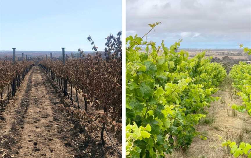 The Islander Estate Vineyards, Cygnet River, South Australia