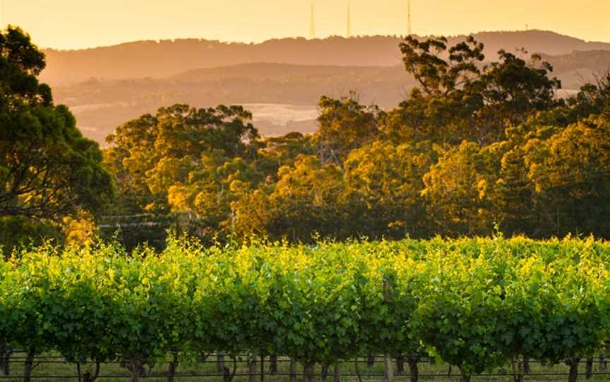 The Lane Vineyard, Balhannah, South Australia