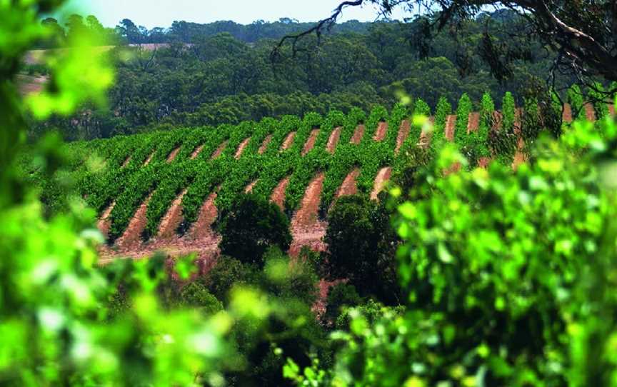 Wines by Geoff Hardy, Kuitpo, South Australia