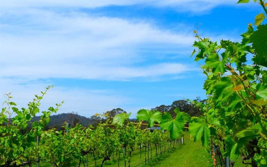 Breakfast Creek Vineyard, Wineries in Coolagolite