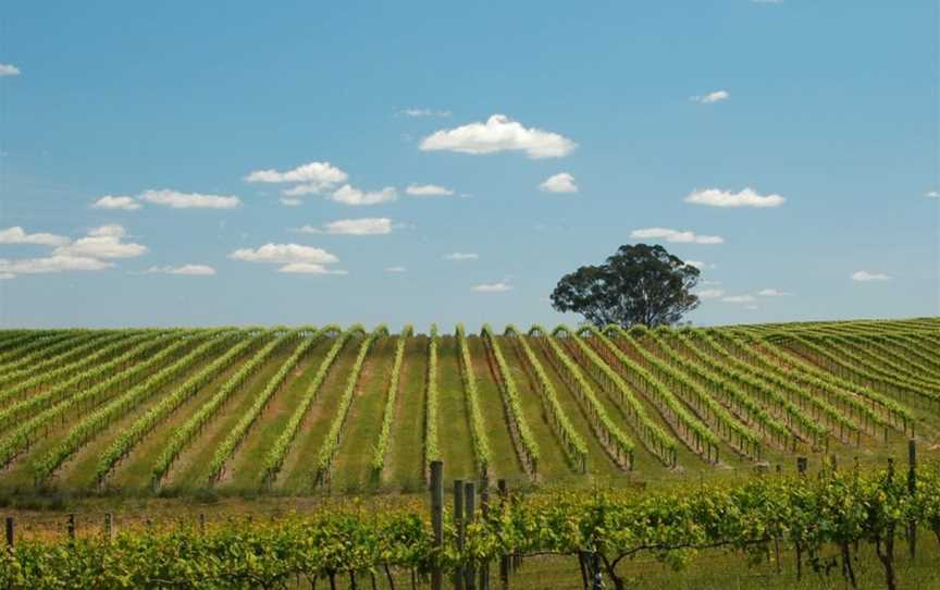 Freeman Vineyards, Kingsvale, New South Wales