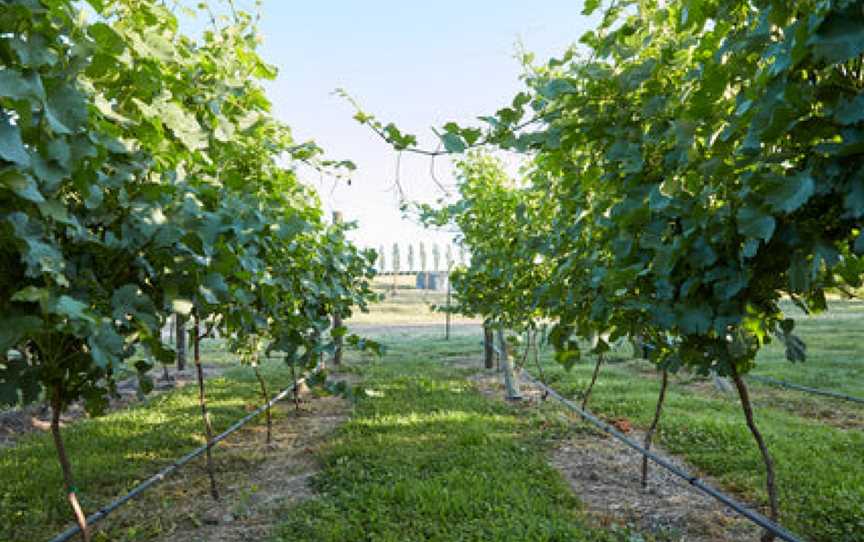 Heifer Station Wines, Borenore, New South Wales