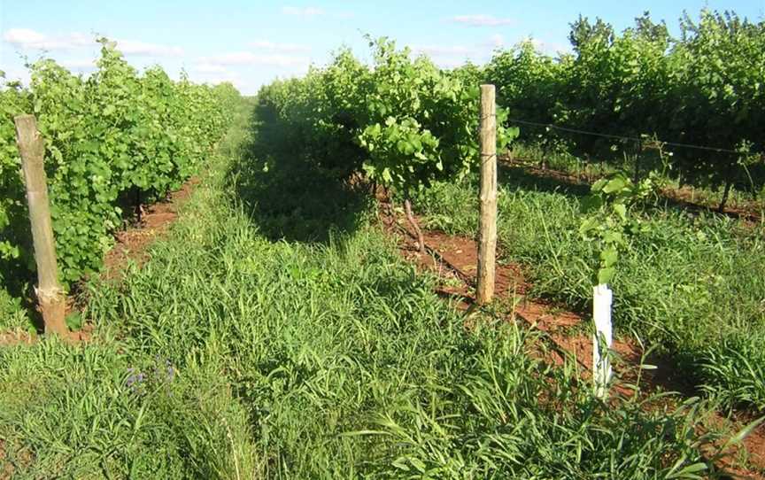 Lockwood Vineyard, Young, New South Wales