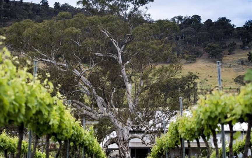 Mount Majura Vineyard, Majura, New South Wales