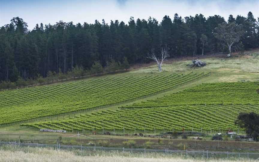 Mount Majura Vineyard, Wineries in Majura