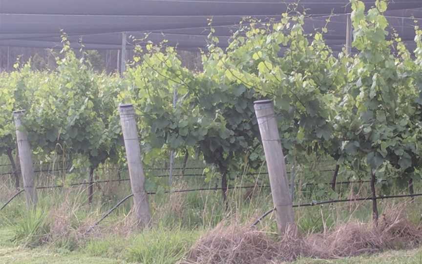 Old Inn Road Vineyard, Bulahdelah, New South Wales