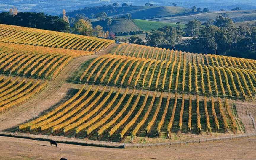 Slow Wine Co, Millthorpe, New South Wales