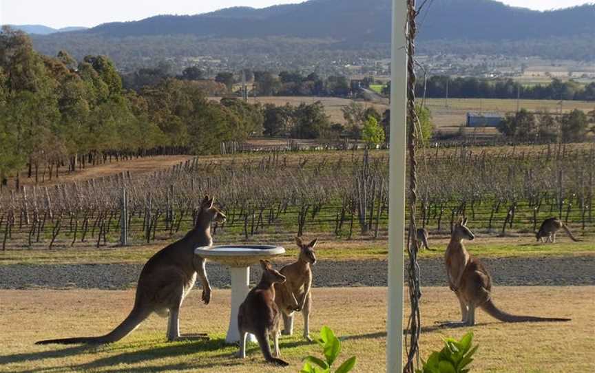 Small Forest Wine, Denman, New South Wales