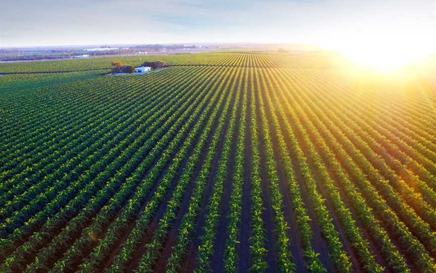 Zilzie Wines, Bardoc, New South Wales