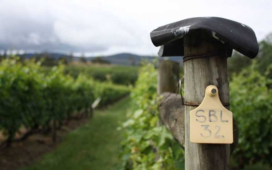 Iron Pot Bay Vineyard, Rowella, Tasmania