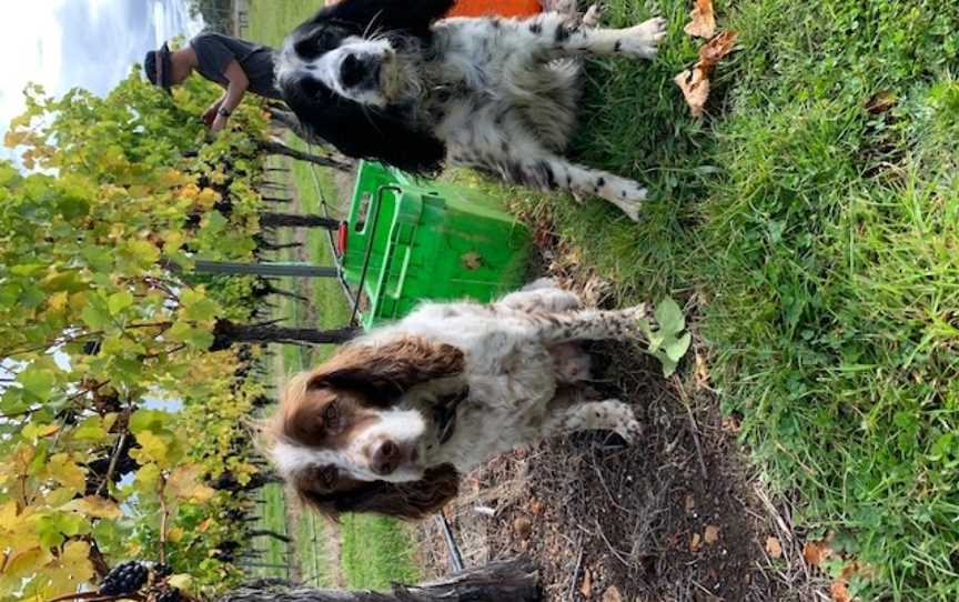 Milton Vineyard, Swansea, Tasmania