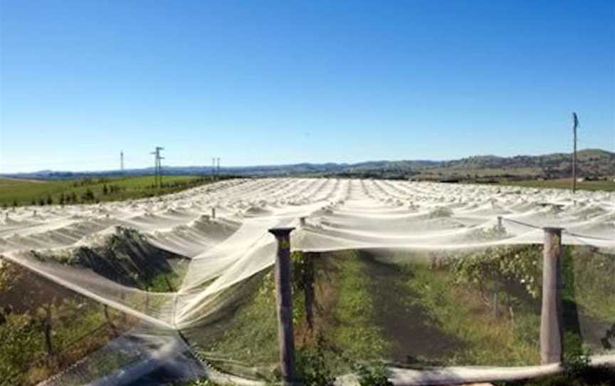 Dog Trap Vineyard, Wineries in Yass