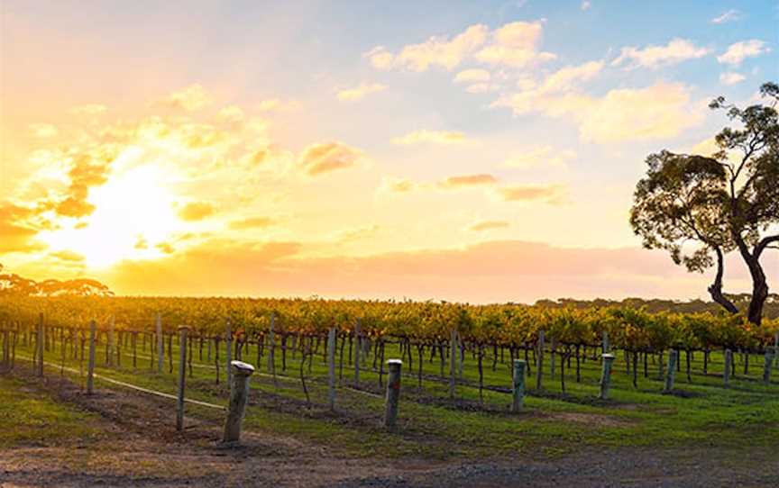 The Colonial Estate, Wineries in Rowland Flat