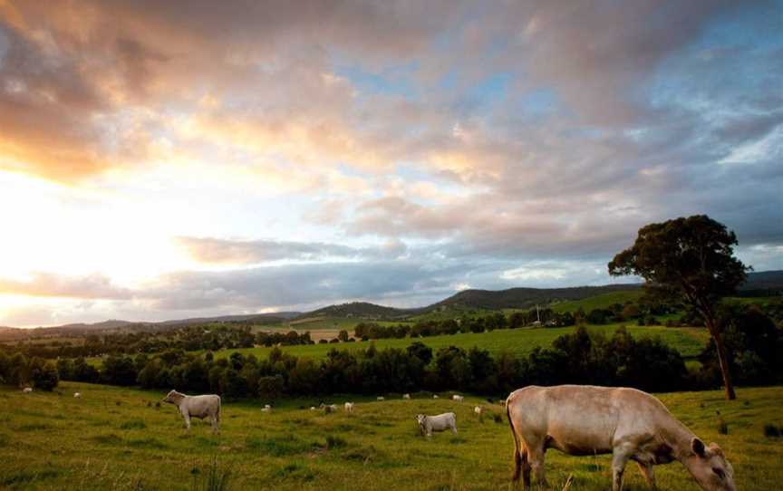 Dixons Creek Estate, Wineries in Dixons Creek