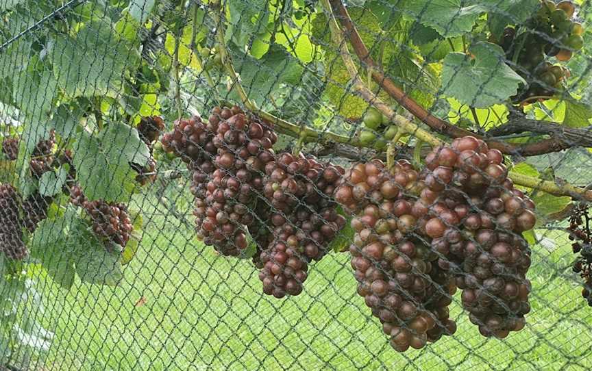 Ake Ake Vineyard, Kerikeri, New Zealand