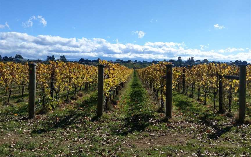 Borthwick Vineyard, Gladstone, New Zealand