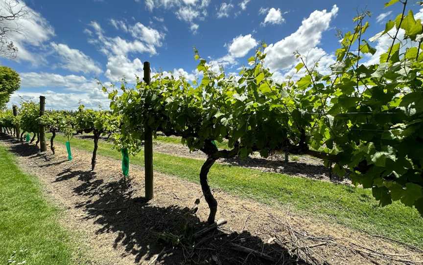 Brookfields Vineyards, Meeanee, New Zealand