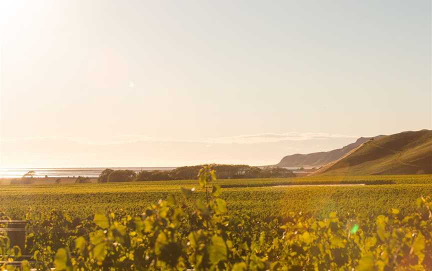 Foley Wines, Renwick, New Zealand