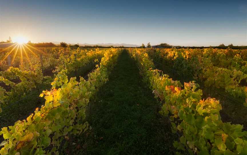 Greenhough Vineyard, Hope, New Zealand