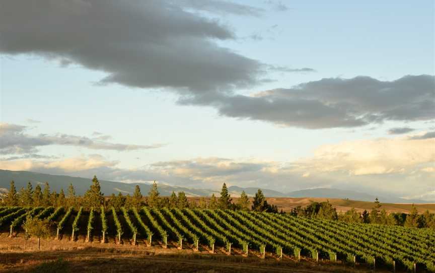 Grey Ridge Vineyard, Alexandra, New Zealand