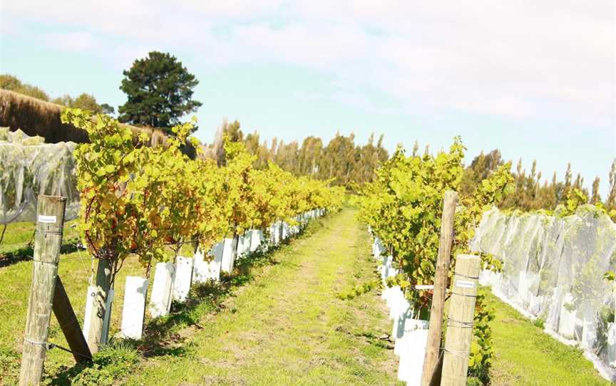 Lincoln University Winery, Lincoln, New Zealand